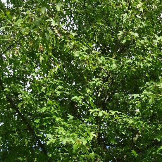 Copalme d'Amérique, Liquidambar - Pot de 1,5L - 20/50 cm - Image 9