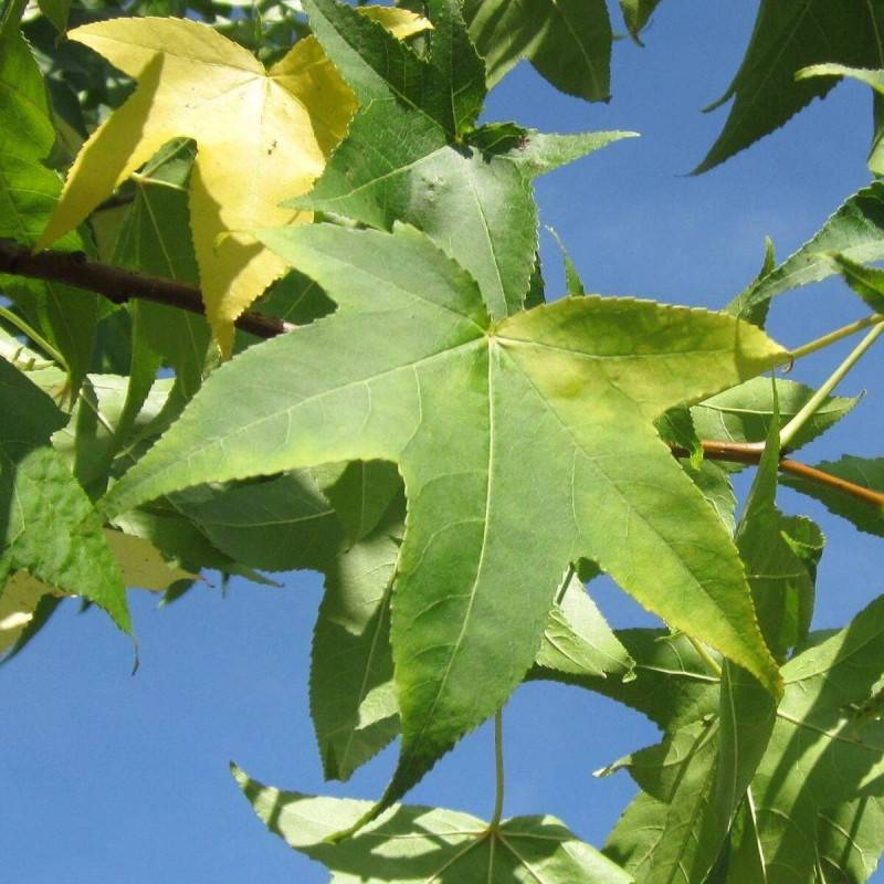 Copalme d'Amérique, Liquidambar - Pot de 1,5L - 20/50 cm - Image 7