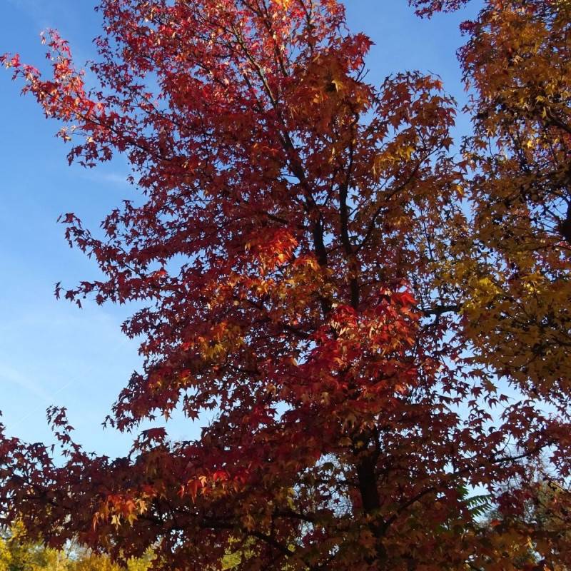 Copalme d'Amérique, Liquidambar - Pot de 1,5L - 20/50 cm - Image 6