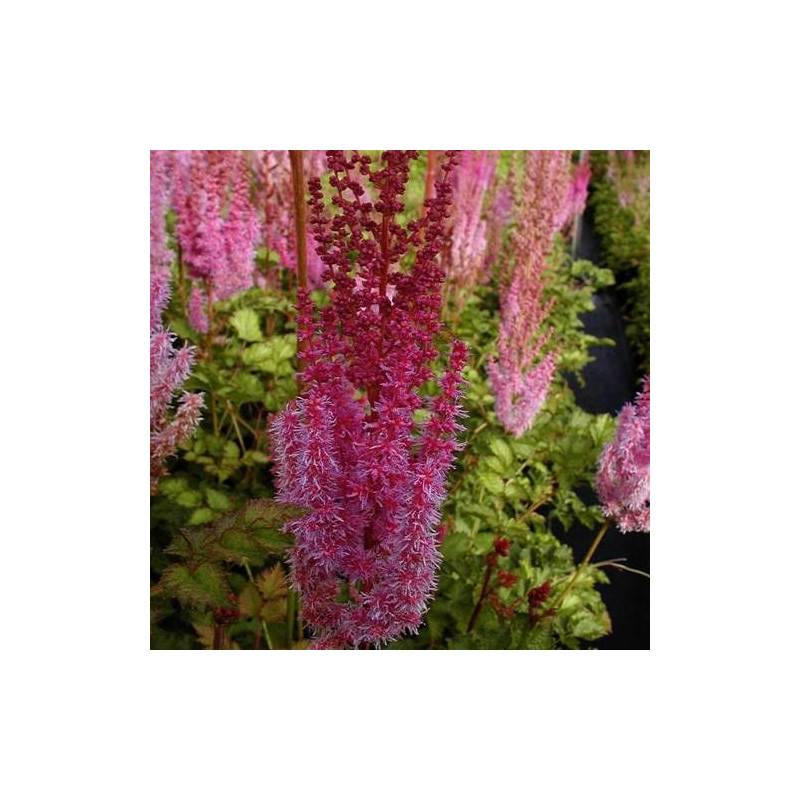 Astilbe de Chine Superba à fleurs Rose/ - feuillage Caduc - Godet - 5/20 cm - Imagen 1