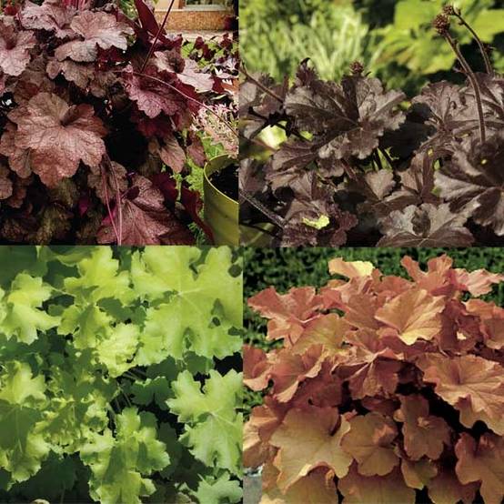 Collection 4 Heucheras - Collection de 4 plantes