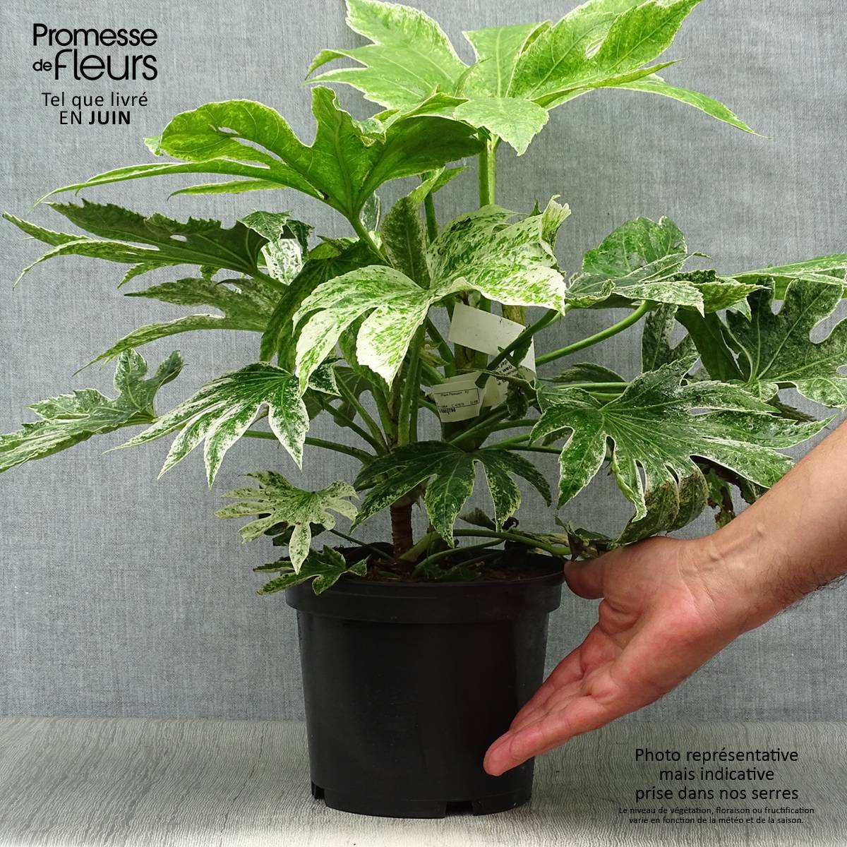 Fatsia japonica Spider's Web - Faux-aralia panaché Pot de 2L/3L - Image 2