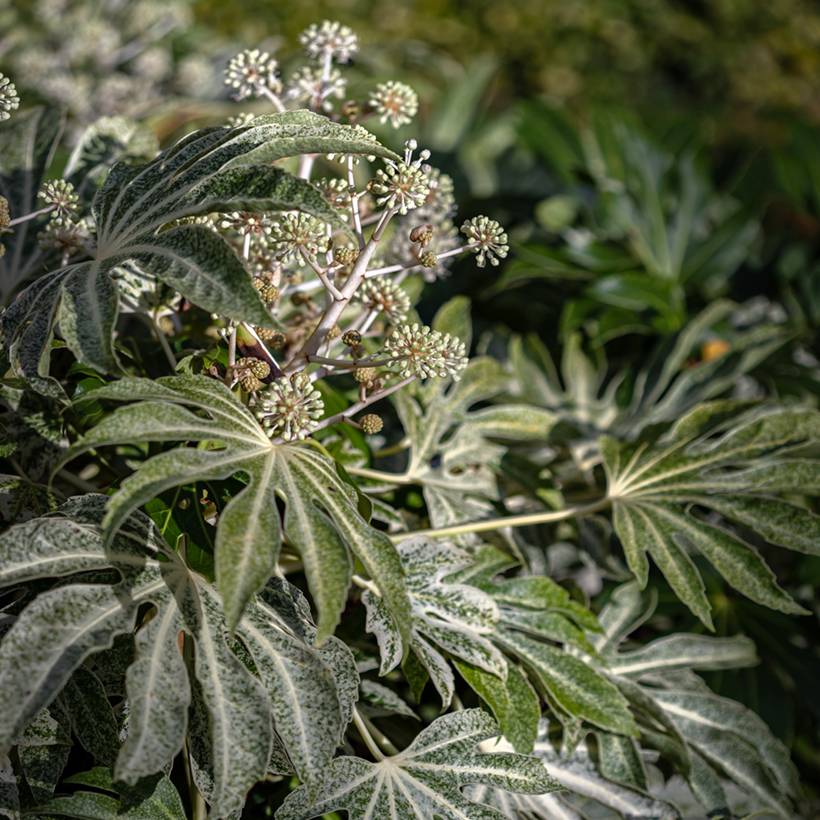 Fatsia japonica Spider's Web - Faux-aralia panaché Pot de 2L/3L - Image 1
