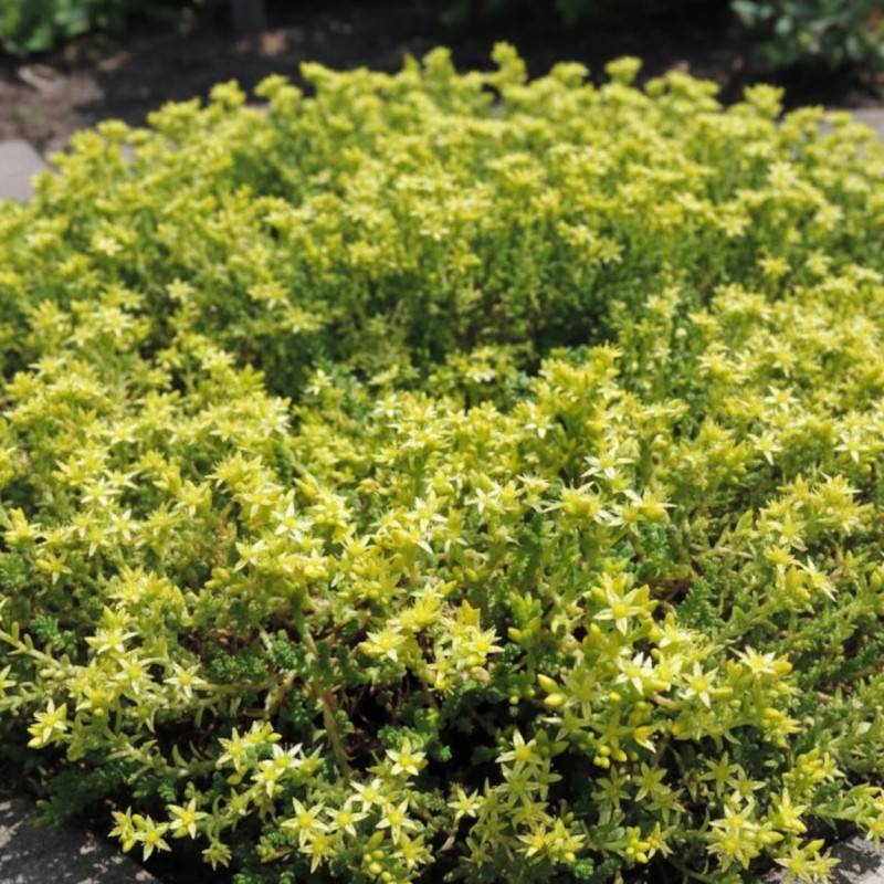 Orpin âcre Oktoberfest, Sedum à fleurs Jaune/ - feuillage Persistant - Godet - 5/20 cm