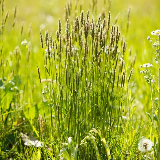 Anthoxanthum odoratum - Flouve odorante Godet de 8/9 cm