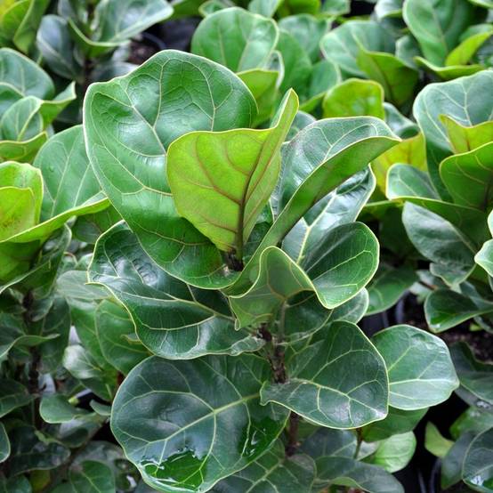 Gardenersdream - Ficus Bambino | Figuier Lyre En Pot 30-40 Cm En Promo | Meilleures Plantes D'Intérieur - GardenersDream - Image 3