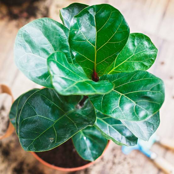 Gardenersdream - Ficus Bambino | Figuier Lyre En Pot 30-40 Cm En Promo | Meilleures Plantes D'Intérieur - GardenersDream - Image 1