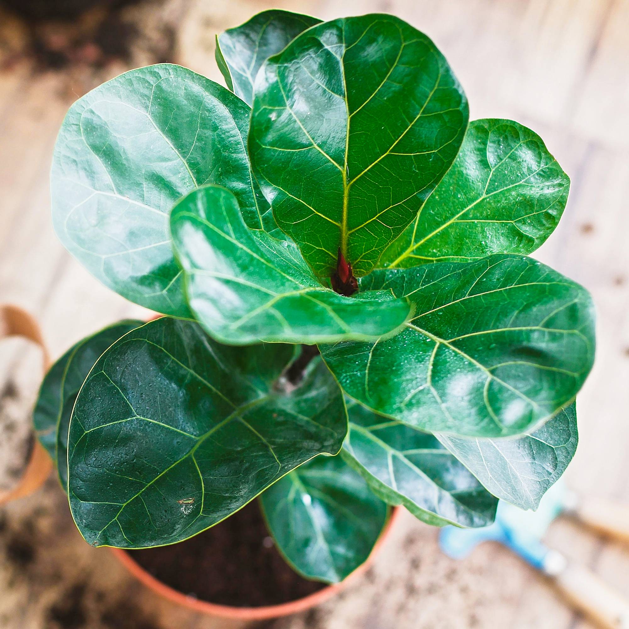 Gardenersdream - Ficus Bambino | Figuier Lyre En Pot 30-40 Cm En Promo | Meilleures Plantes D'Intérieur - GardenersDream - Image 1