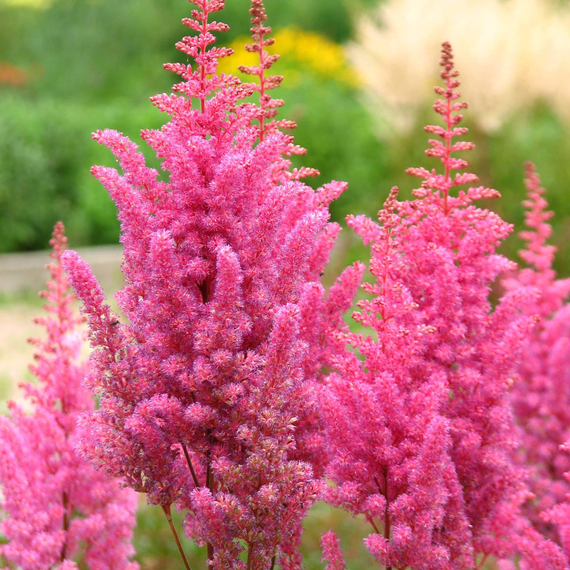 Astilbe chinensis Veronica Klose Godet de 8/9 cm
