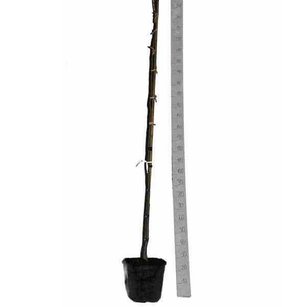 0 - Albizia julibrissin (Arbre à soie rose - Acacia de Constantinople) Pot de 30L 200cm