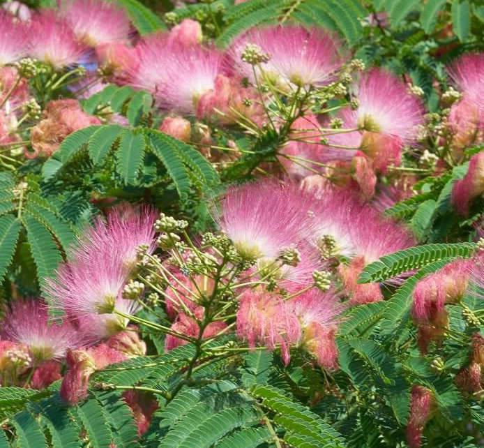 0 - Albizia julibrissin (Arbre à soie rose - Acacia de Constantinople) Pot de 30L 200cm - Image 2