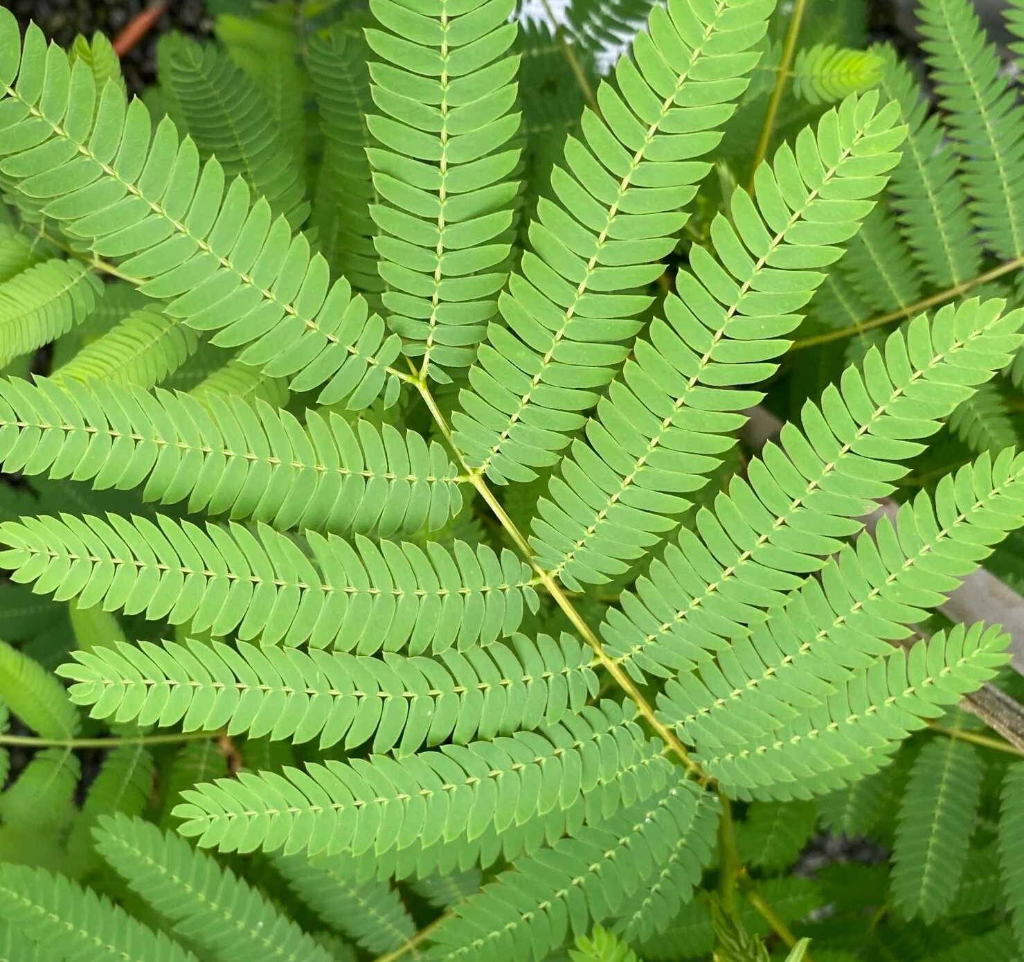 0 - Albizia julibrissin (Arbre à soie rose - Acacia de Constantinople) Pot de 30L 200cm - Image 3