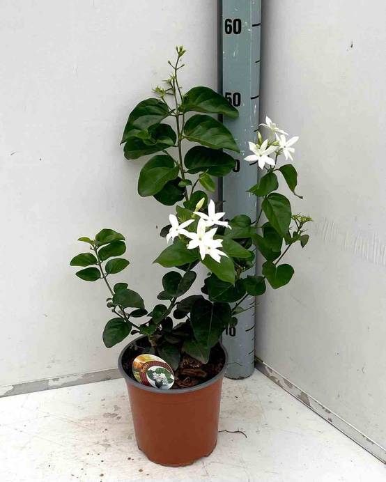 Sans Marque - Jasminum sambac (Jasmin d'Arabie) Couleur floraison:Blanc - Taille:Pot de 2 litres ? 40/60 cm - Image 1