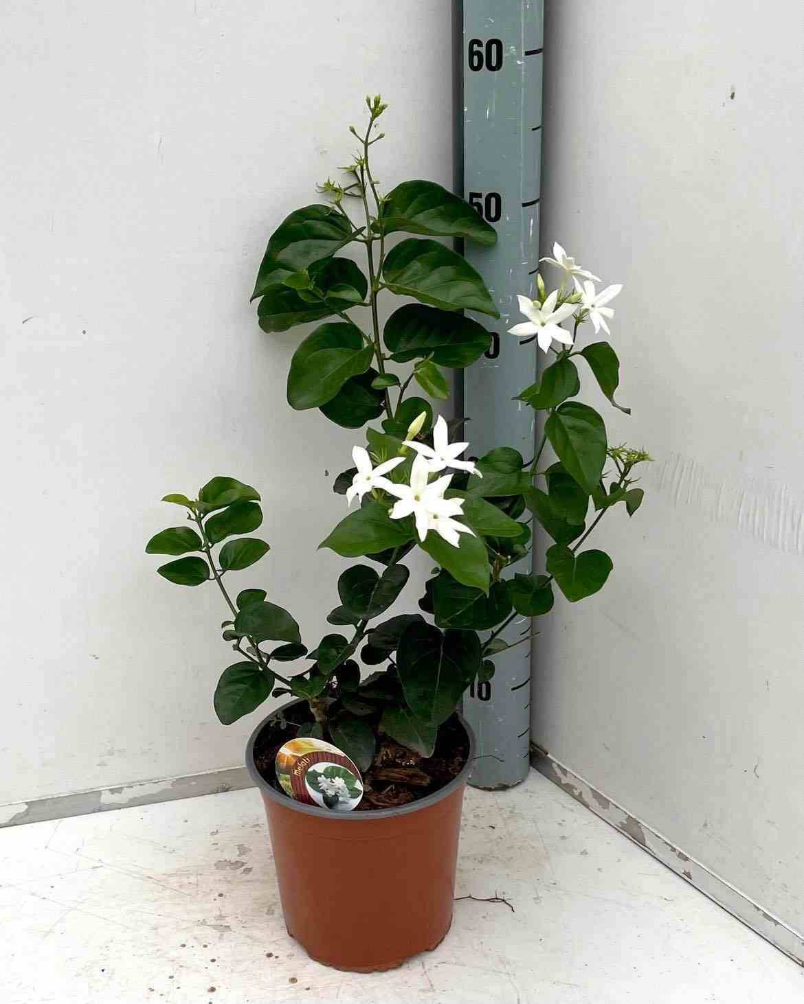 Sans Marque - Jasminum sambac (Jasmin d'Arabie) Couleur floraison:Blanc - Taille:Pot de 2 litres ? 40/60 cm - Image 1