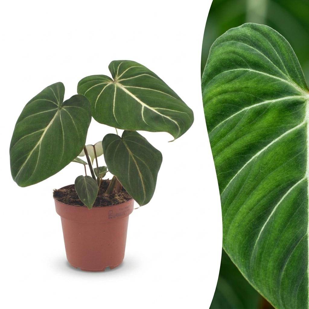 Philodendron Gloriosum - Pot de 12cm - Sans cache-pot - Plantes d'intérieur - Image 1
