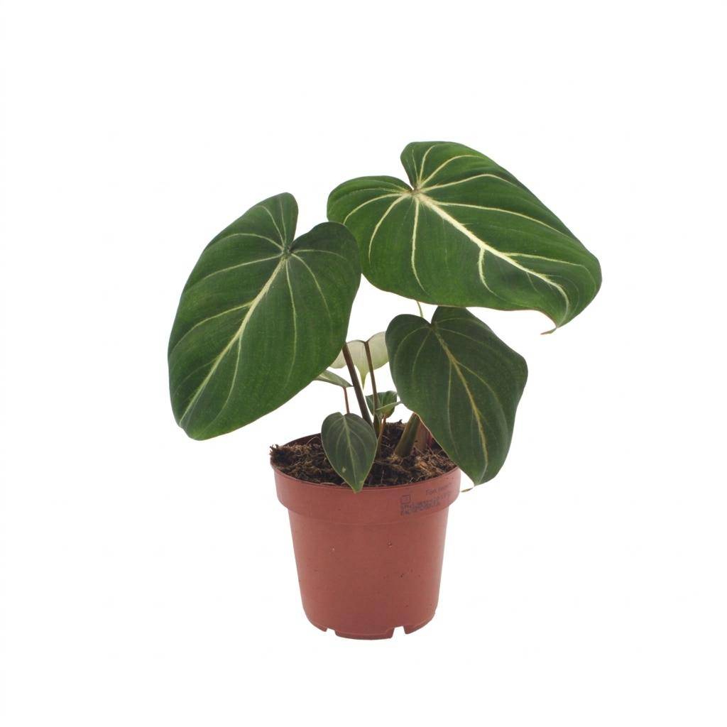 Philodendron Gloriosum - Pot de 12cm - Sans cache-pot - Plantes d'intérieur - Image 2