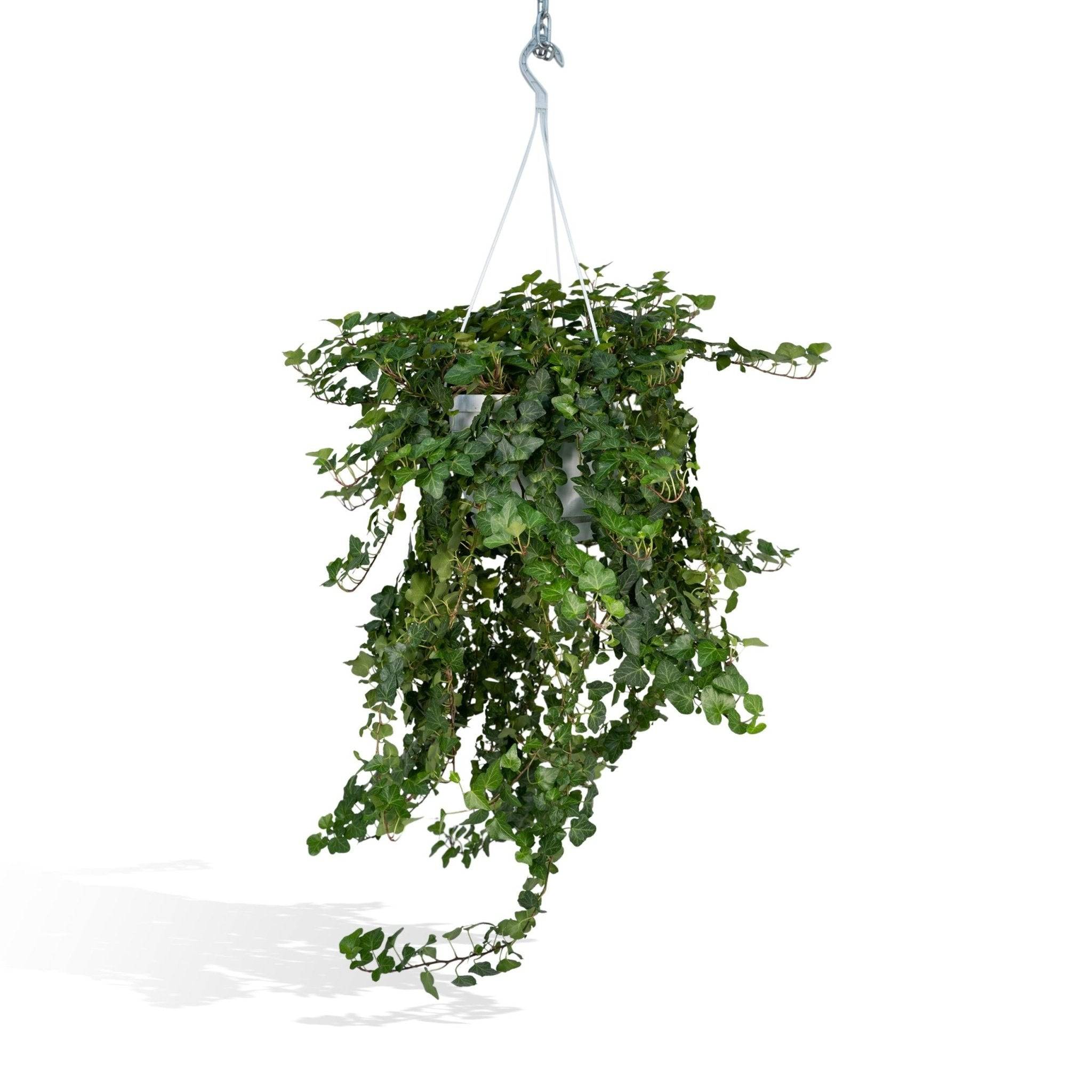Hedera Wonder Vert - D24 H70cm