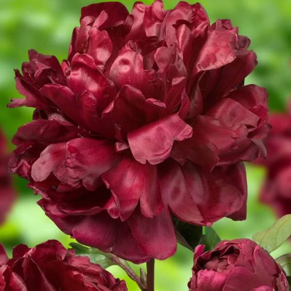 Pivoine lactiflora Françoise Ortegat Pot de 3L/4L