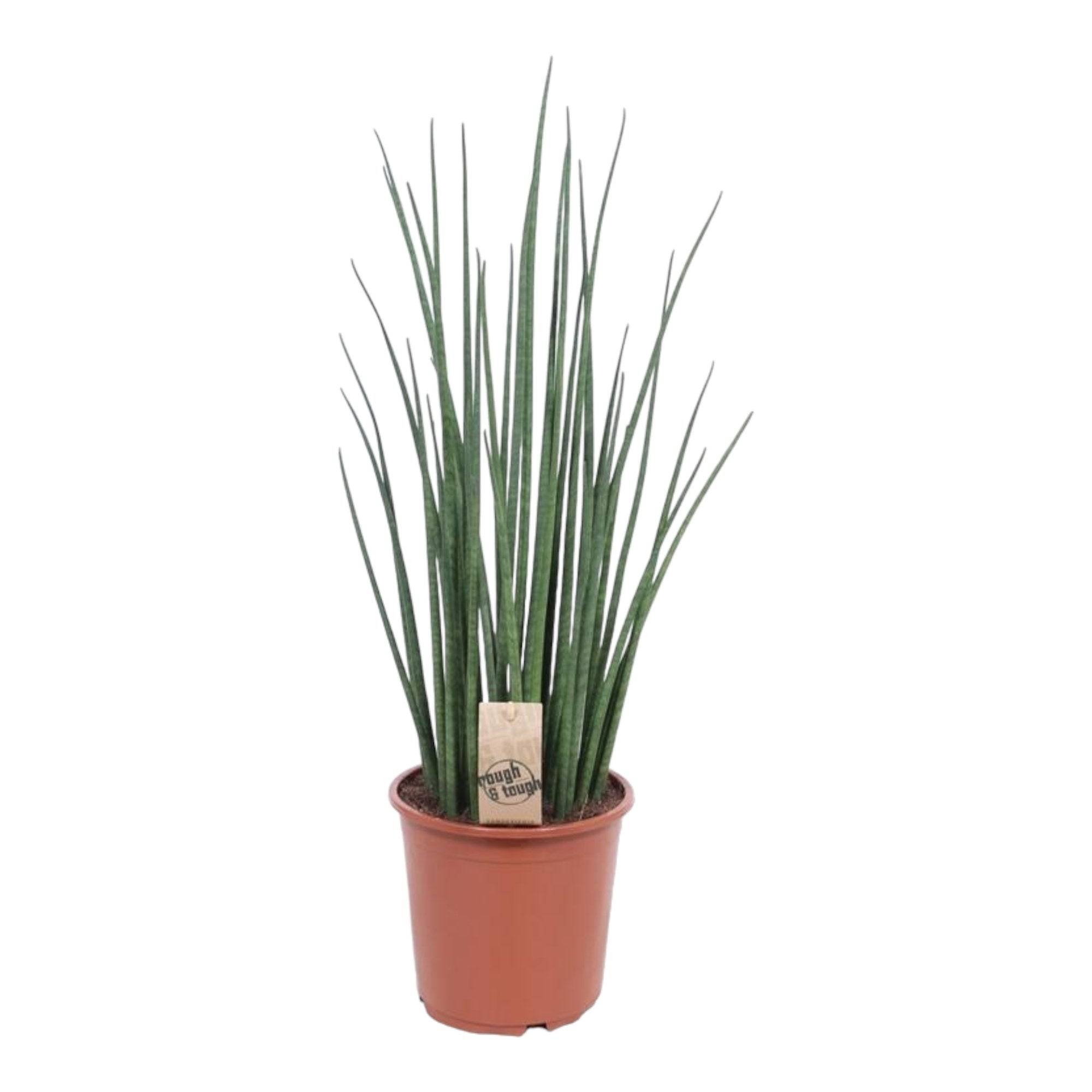 La Green Touch - Sansevieria Mikado - D19 H70cm
