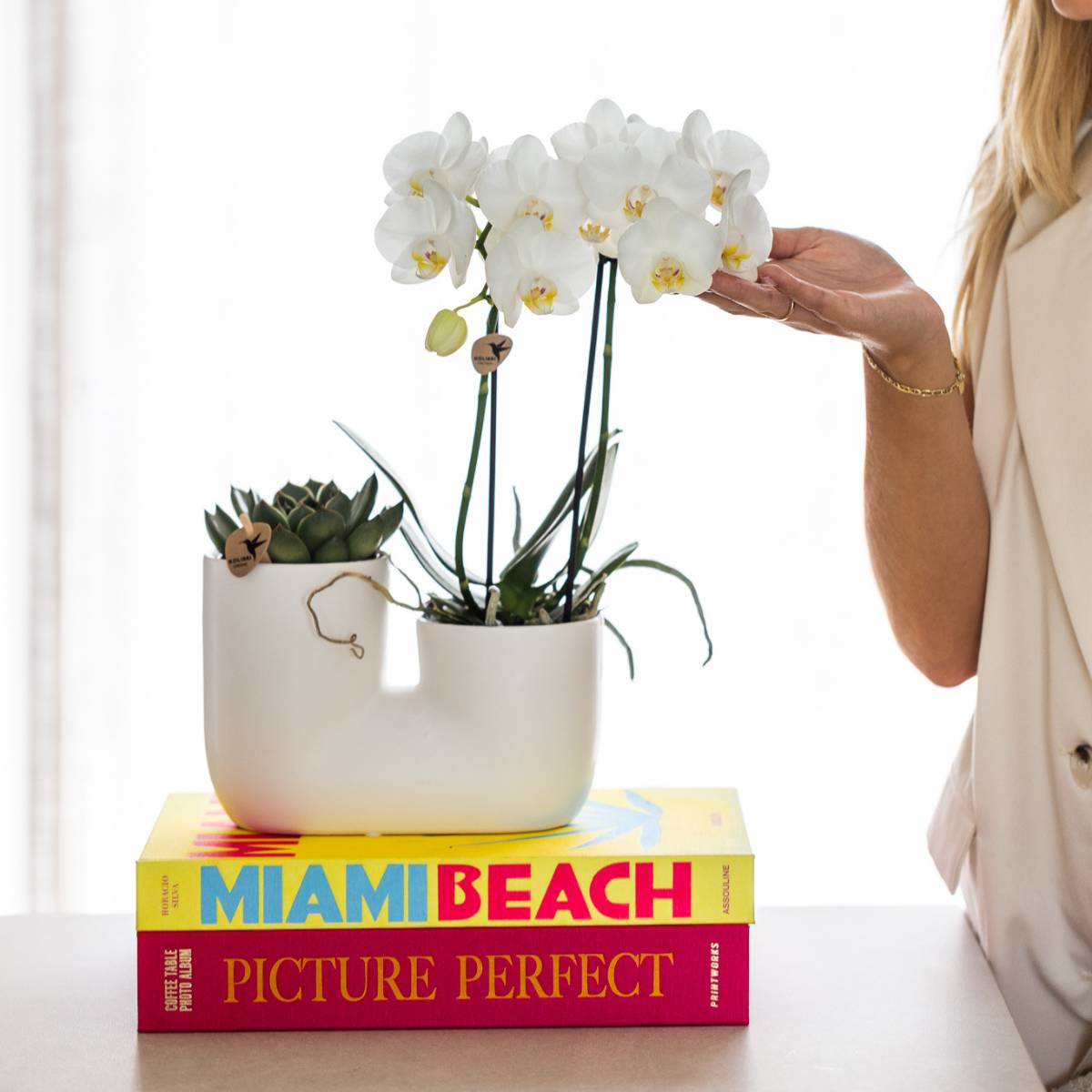 Orchidée Phalaenopsis blanche - Set avec succulente et cache-pot - Pot de 9cm - Plantes d'intérieur - Image 3