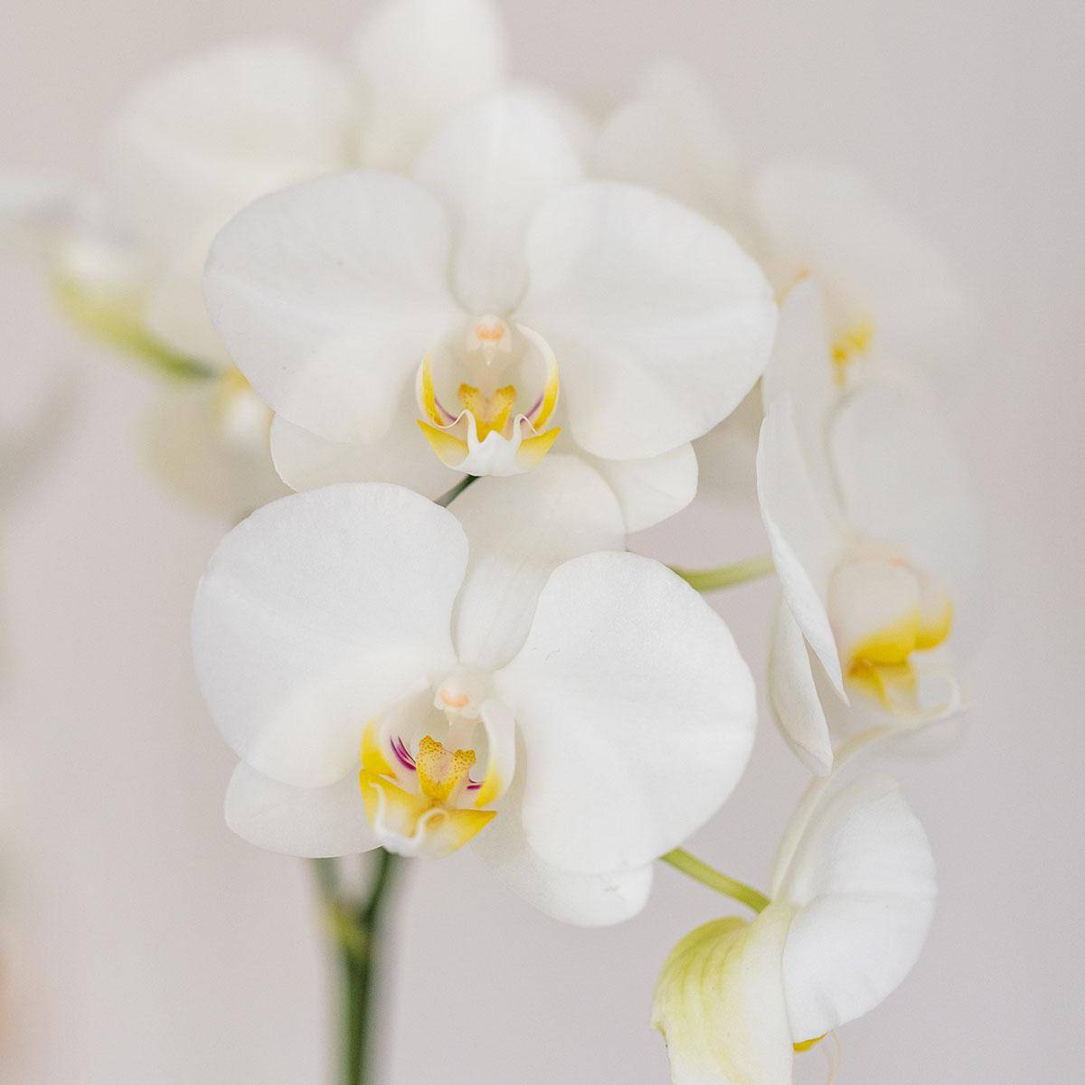 Orchidée Phalaenopsis blanche - Set avec succulente et cache-pot - Pot de 9cm - Plantes d'intérieur - Image 4