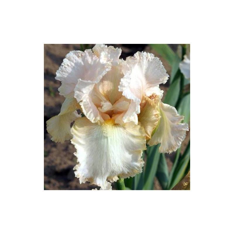 Iris des jardins Buffy à fleurs Rose/Blanche - feuillage Caduc - Godet - 5/20 cm - Imagen 1