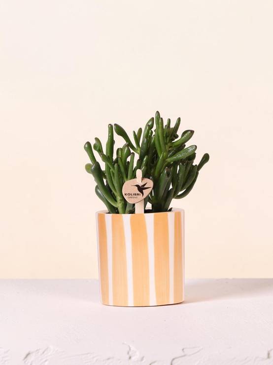La Green Touch - Succulente Crassula Hobbit + Pot Painted Stripe Orange - Image 1