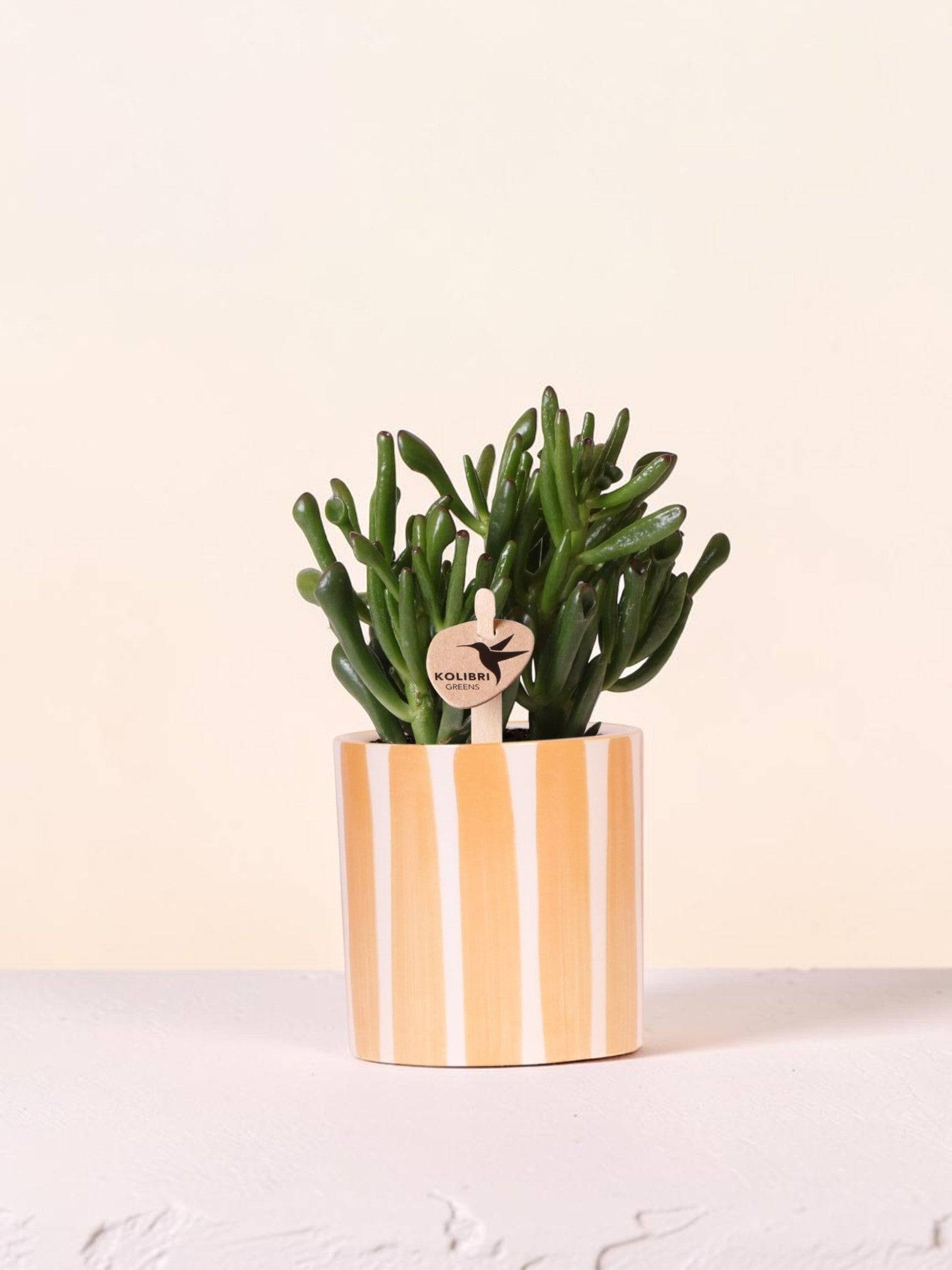 La Green Touch - Succulente Crassula Hobbit + Pot Painted Stripe Orange - Image 1