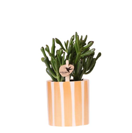 La Green Touch - Succulente Crassula Hobbit + Pot Painted Stripe Orange - Image 2