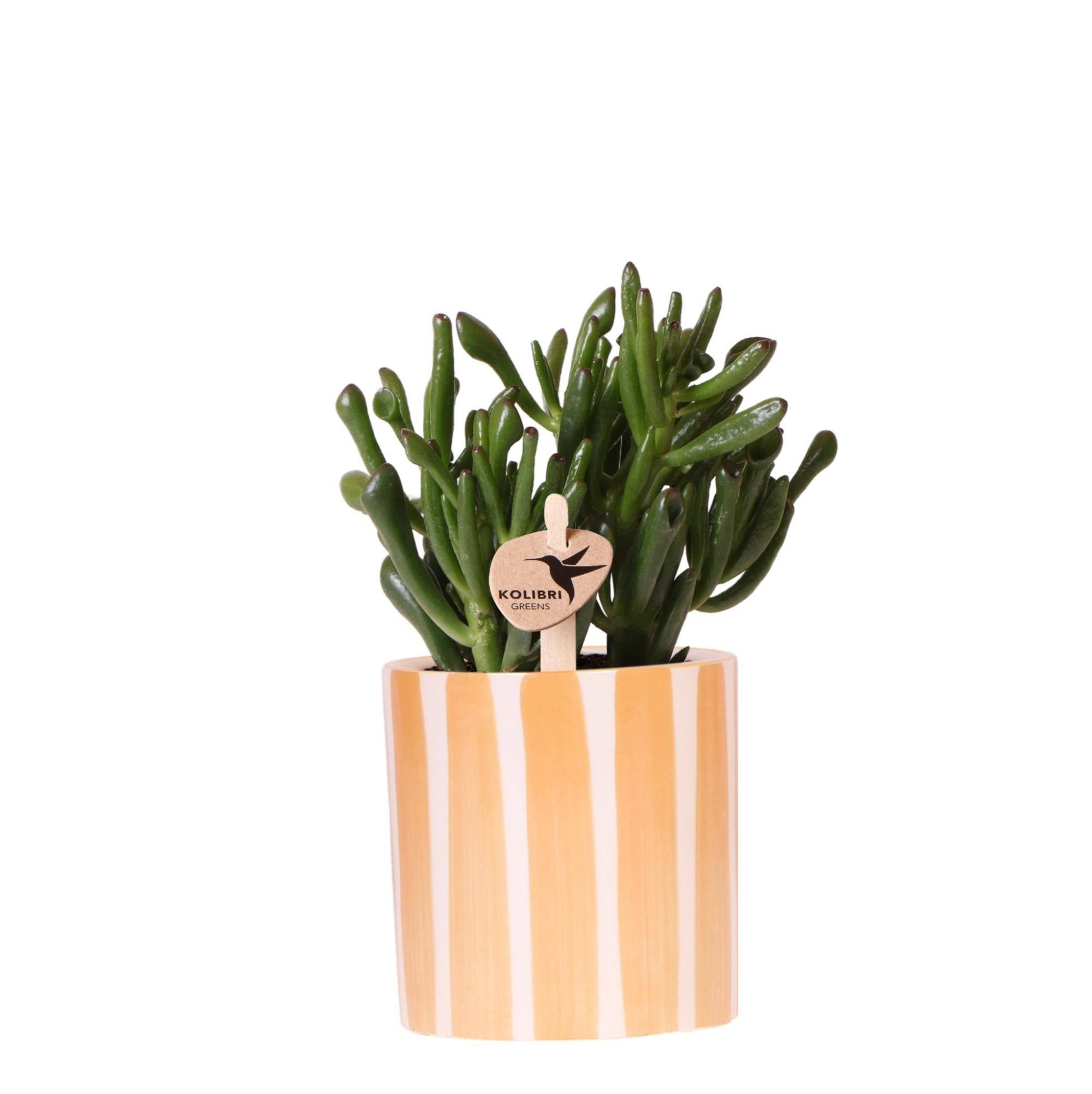 La Green Touch - Succulente Crassula Hobbit + Pot Painted Stripe Orange - Image 2