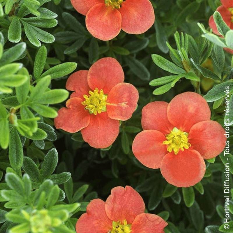 Potentille arbustive Red'issima®, Potentilla à fleurs Rouge - feuillage Caduc - Pot de 3L - 20/40 cm-  hauteur à maturité De 0,50 m à 1,00 m - Image 2