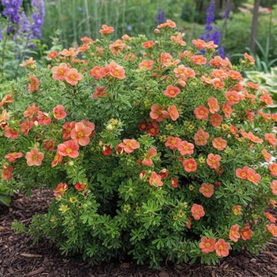 Potentille arbustive Red'issima®, Potentilla à fleurs Rouge - feuillage Caduc - Pot de 3L - 20/40 cm- hauteur à maturité De 0,50 m à 1,00 m - Image 3