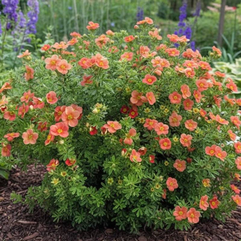Potentille arbustive Red'issima®, Potentilla à fleurs Rouge - feuillage Caduc - Pot de 3L - 20/40 cm-  hauteur à maturité De 0,50 m à 1,00 m - Image 3