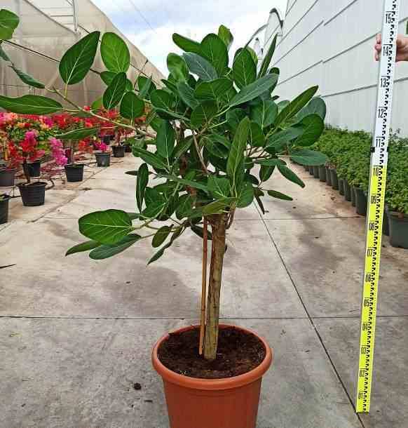 Sans Marque - Ficus benghalensis 'Audrey' (Figuier des Banyans 'Audrey') Taille:Pot de 25L - 160/180cm - Image 1