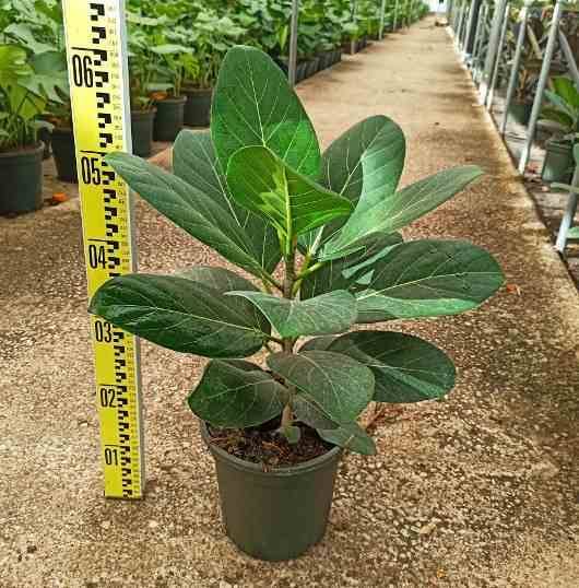 Sans Marque - Ficus benghalensis 'Audrey' (Figuier des Banyans 'Audrey') Taille:Pot de 25L - 160/180cm - Image 4