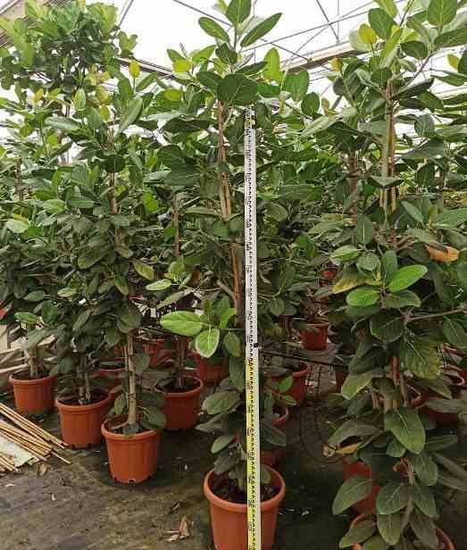 Sans Marque - Ficus benghalensis 'Audrey' (Figuier des Banyans 'Audrey') Taille:Pot de 25L - 160/180cm - Image 5