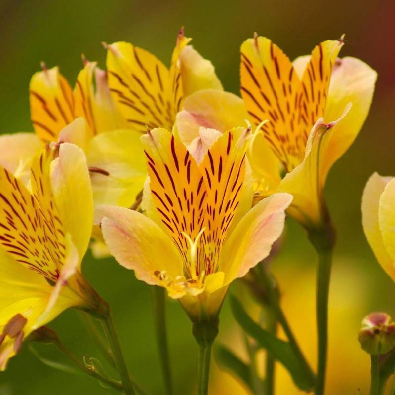 Alstrœmères Nicolas, Lis des Incas à fleurs Jaune/ - feuillage Caduc - Godet - 5/20 cm - Imagen 1