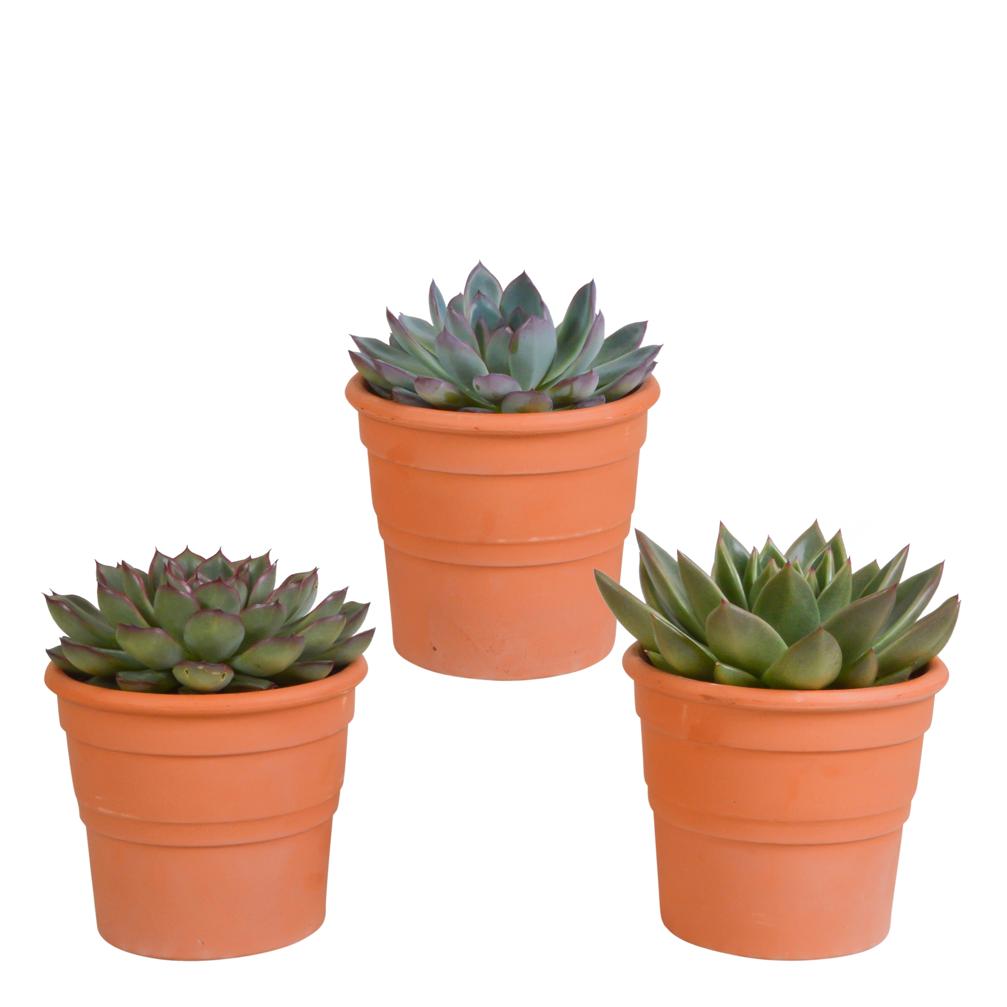 3x Mélange d'échéverias - en pot terracotta - Ø8,5cm - ↕21cm - Plantes d’intérieur - Image 1