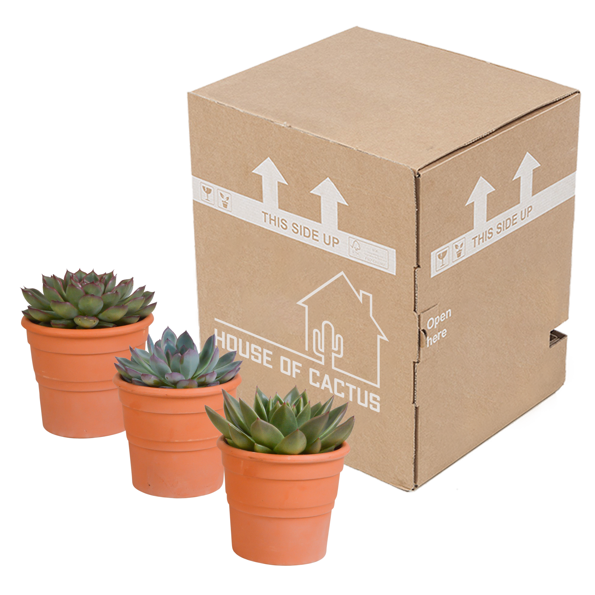 3x Mélange d'échéverias - en pot terracotta - Ø8,5cm - ↕21cm - Plantes d’intérieur - Image 3