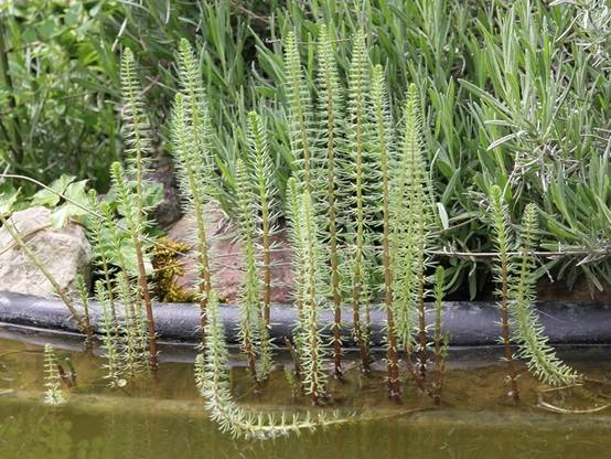 Promesse de Fleurs - Hippuris vulgaris - Pesse d'eau Godet de 8/9 cm