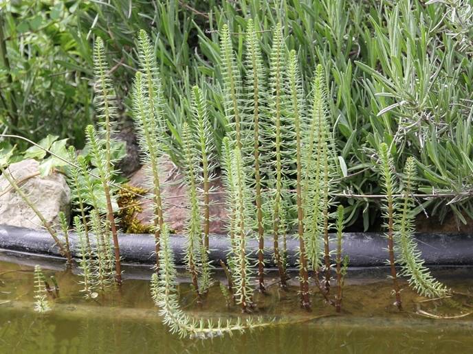 Promesse de Fleurs - Hippuris vulgaris - Pesse d'eau  Godet de 8/9 cm