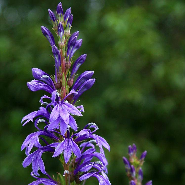 Lobelia sessilifolia Godet de 8/9 cm