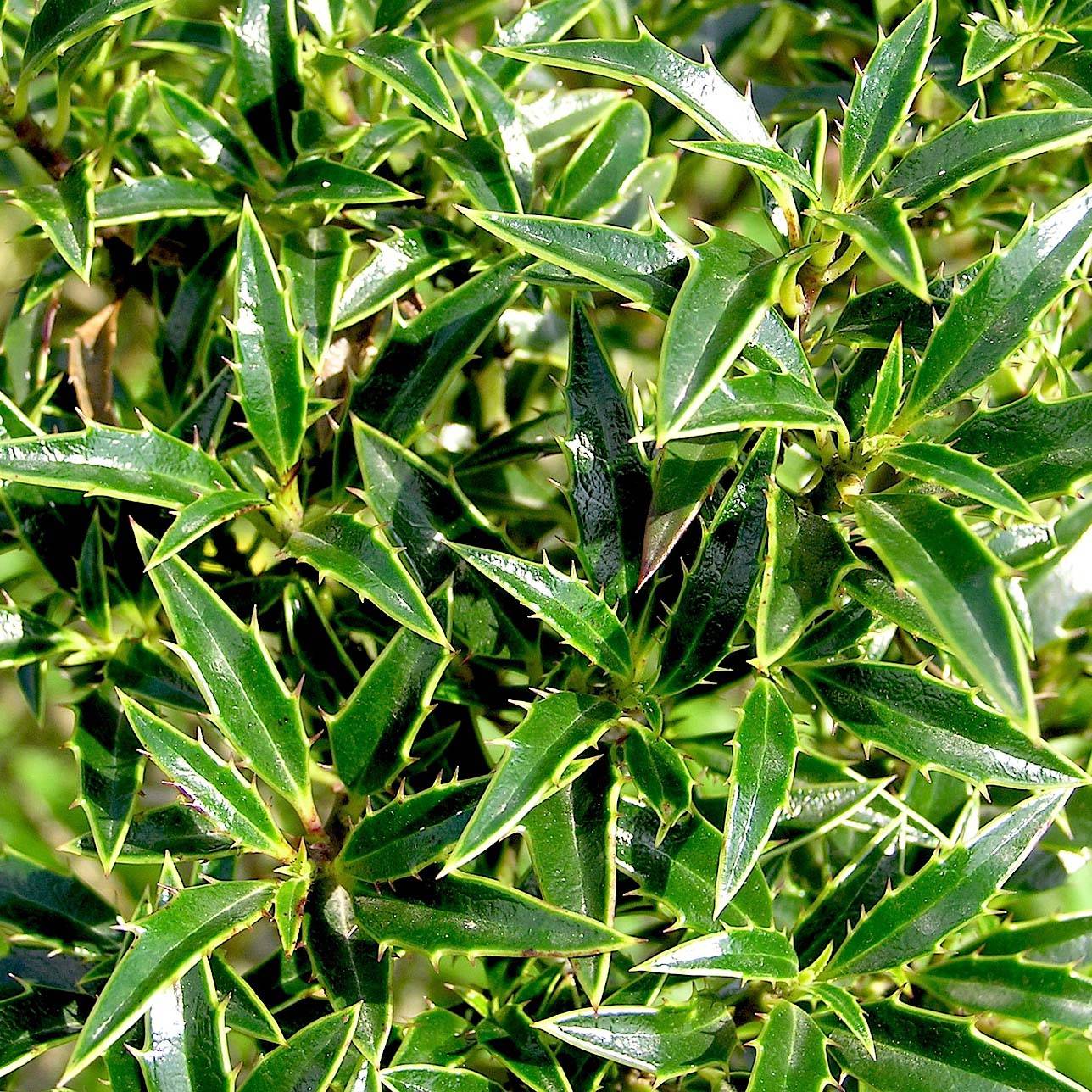 Houx à feuilles de Myrte - Ilex aquifolium Myrtifolia Pot de 2L/3L - Image 1