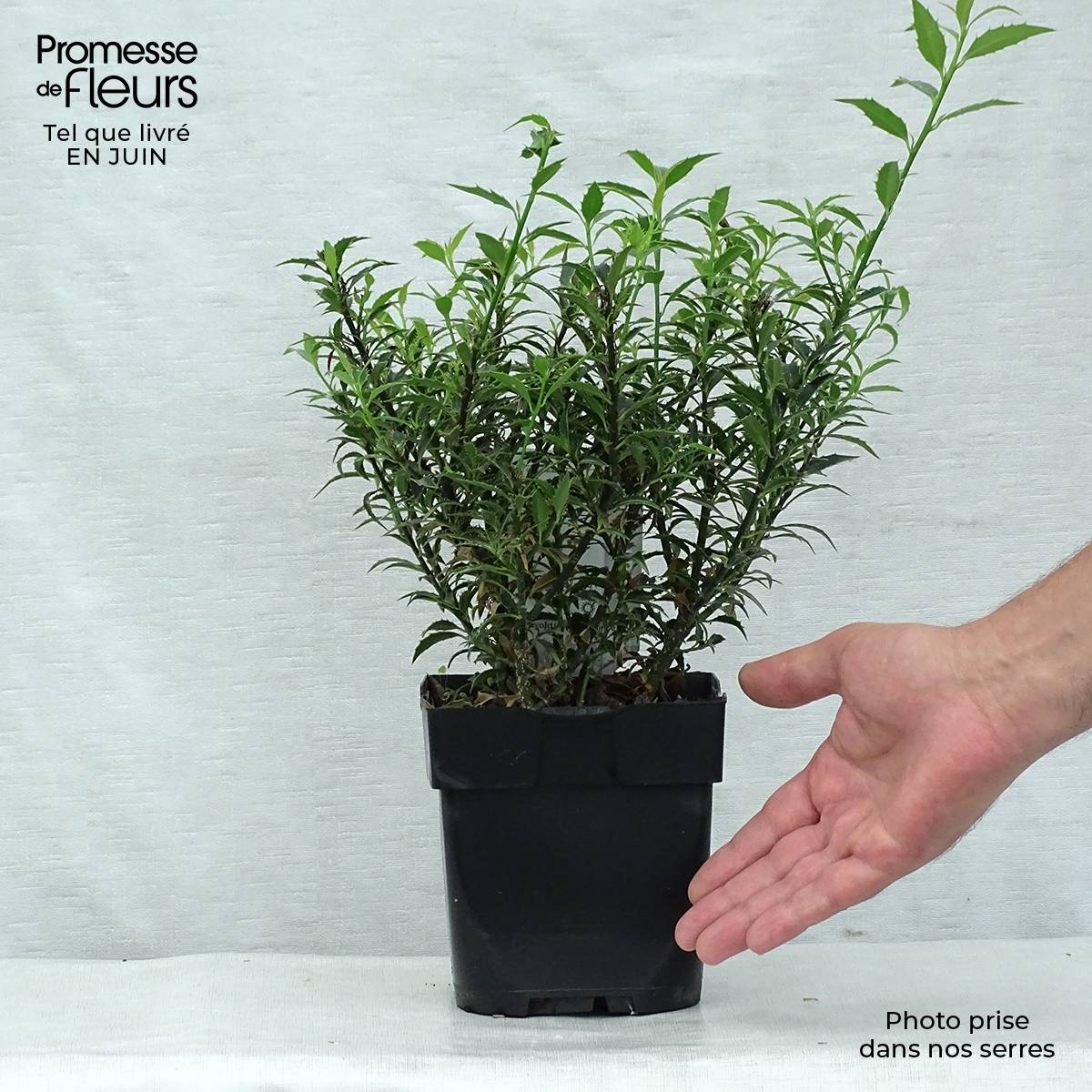Houx à feuilles de Myrte - Ilex aquifolium Myrtifolia Pot de 2L/3L - Image 2