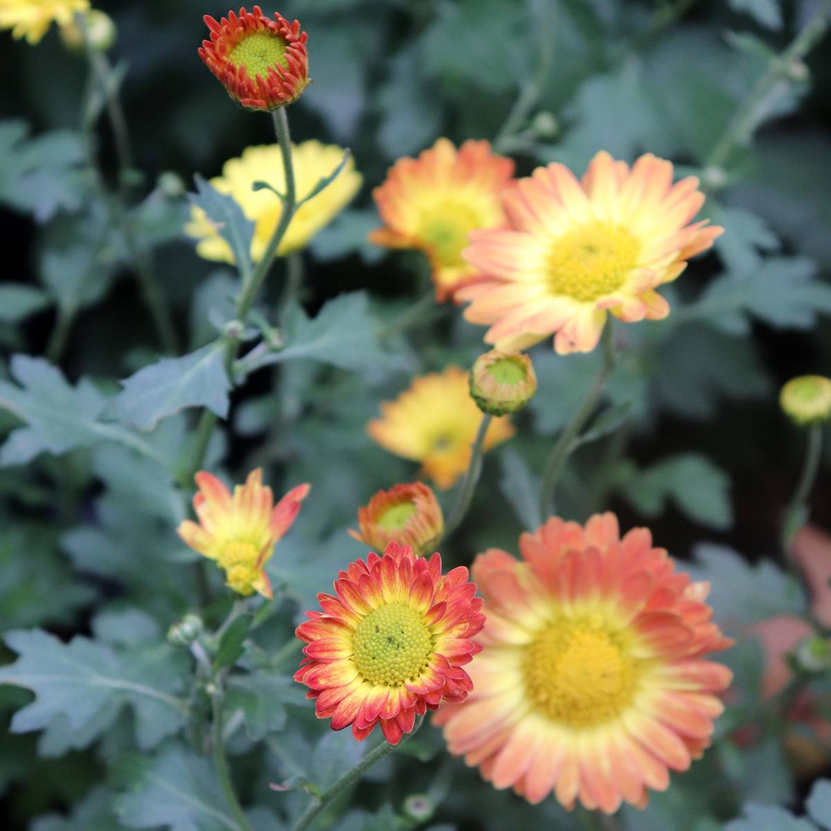 Chrysanthème rubellum Dernier Soleil - Marguerite d'automne. Godet de 8/9 cm