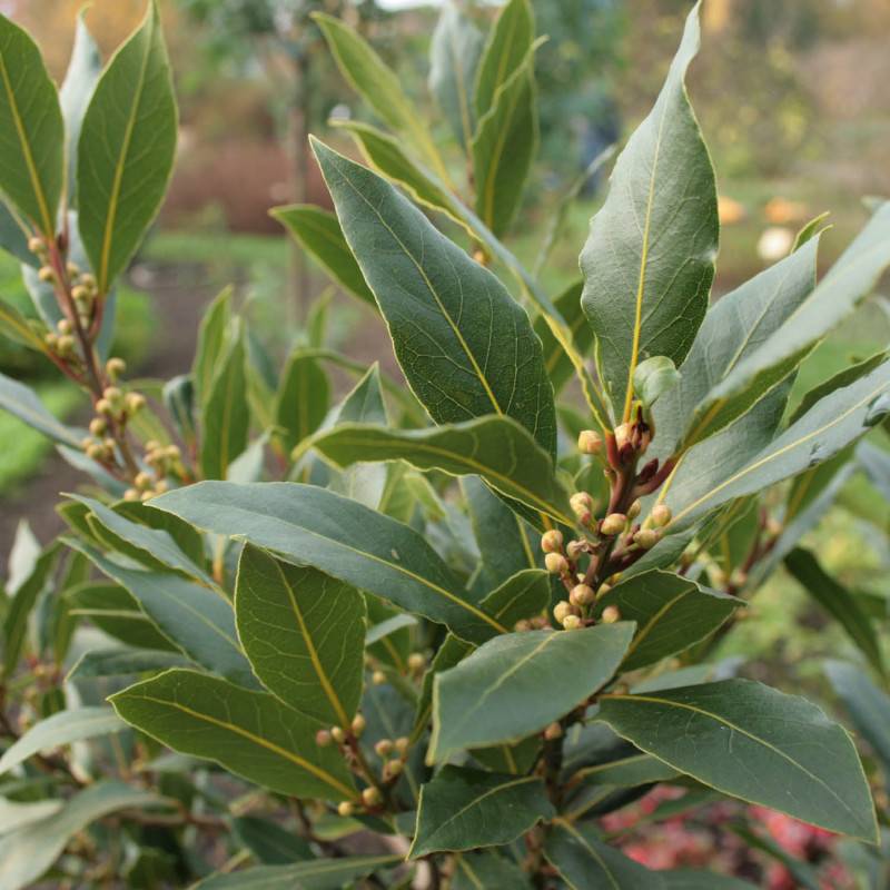 Laurier Sauce (Laurus Nobilis) - Godet - Taille 15/30cm - Pépinières Naudet