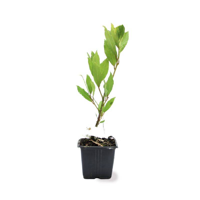 Laurier Sauce (Laurus Nobilis) - Godet - Taille 15/30cm - Pépinières Naudet - Imagen 2