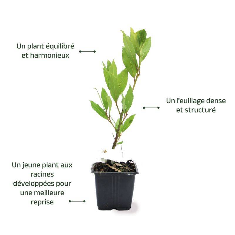 Laurier Sauce (Laurus Nobilis) - Godet - Taille 15/30cm - Pépinières Naudet - Imagen 3