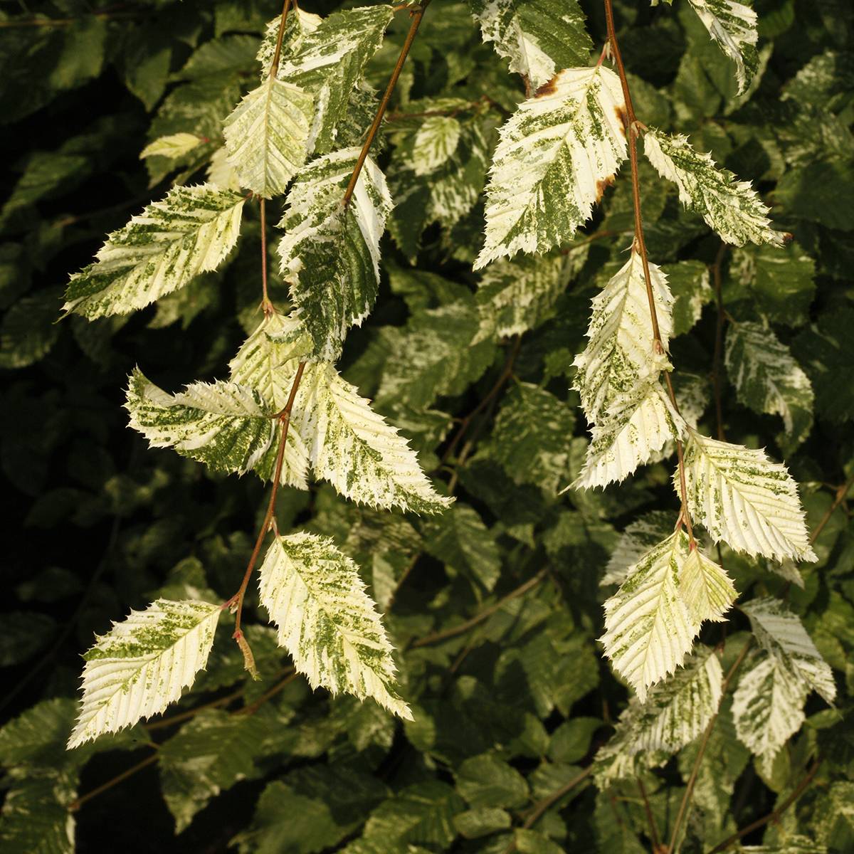 Promesse de Fleurs - Carpinus betulus Foliis Argenteovariegatis Pendula Pot de 4L/5L - Image 1