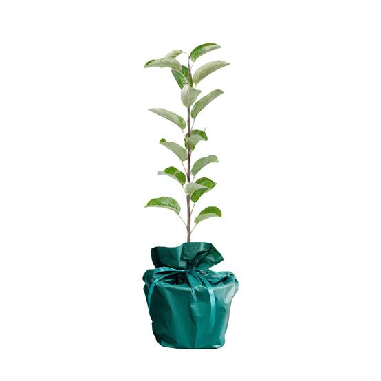 Coffret Cadeau de Luxe: Un arbre naturellement. Un cadeau original et symbolique, présenté dans un bel emballage élégant - Image 2